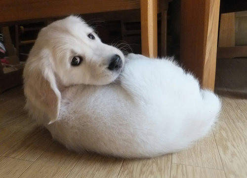 10 まつり.jpg