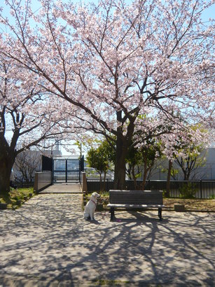 23.3.27発表会〜 195.jpg
