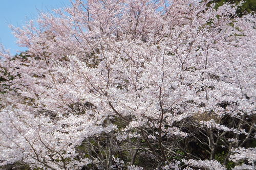 24年4月 007.jpg