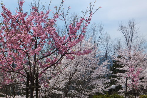 24年4月 010.jpg