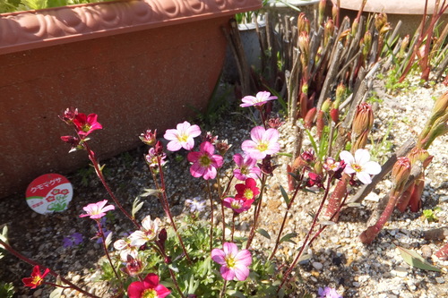 24年4月 017.jpg