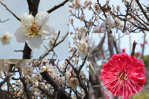 24年2月梅集合.jpg