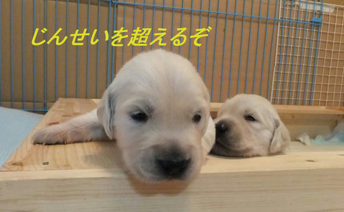 30 ライラックとピンク.jpg