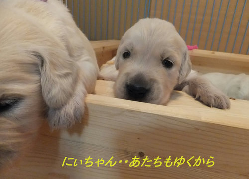 30 ライラックとピンク2.jpg