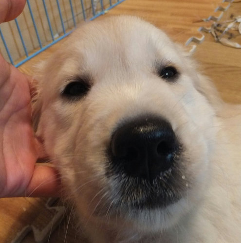 5 まつり鼻水2.jpg