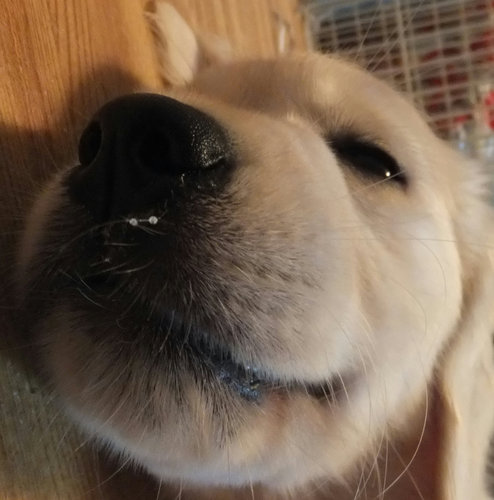 5 まつり鼻水ニタリ.jpg