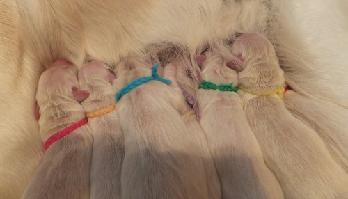 5月14日子犬.jpg
