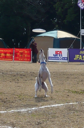DD4ホイペット.jpg