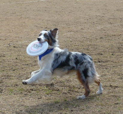 DDライチー.jpg