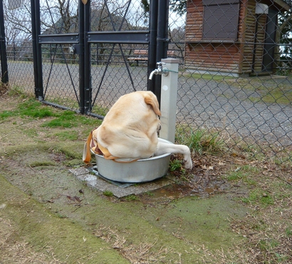 たらいラブ君.jpg