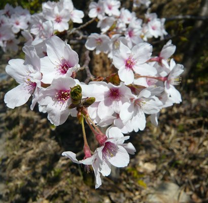 まだ桜.jpg