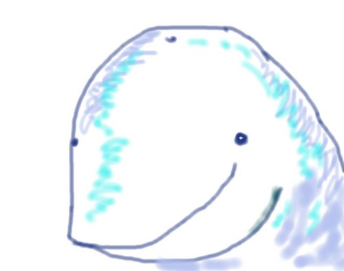 カワゴンドウ.jpg