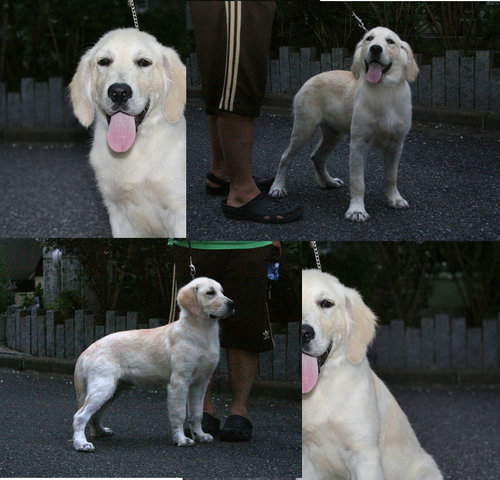 ステファン子犬b記事用.jpg