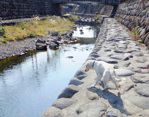 中島川2.jpg