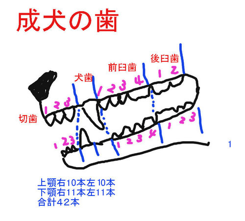 成犬の歯.jpg