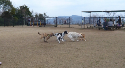 犬団子.jpg