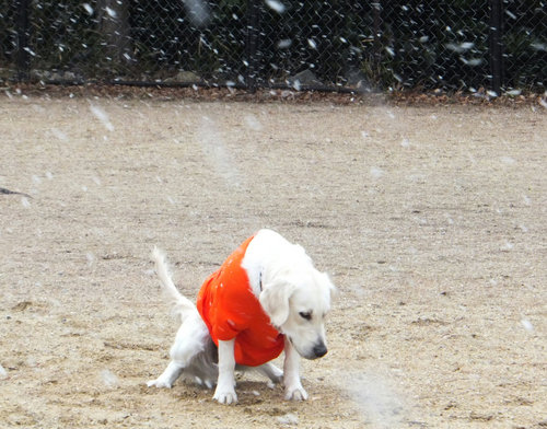雪の中で.jpg