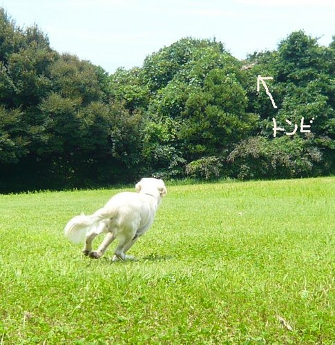 鳥を追う.jpg