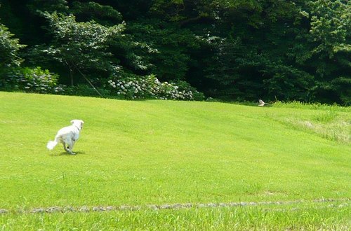 鳥を追う3.jpg