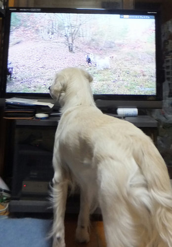 tv.jpg
